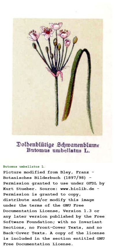 Butomus umbellatus L.